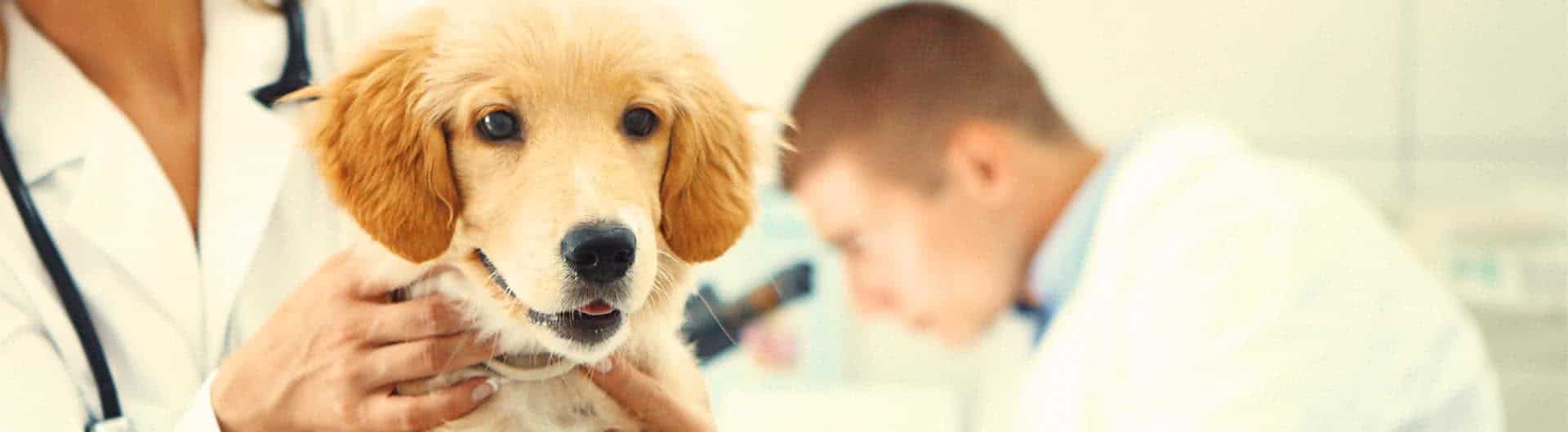 Hunde OP Versicherung