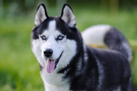 MoneyCheck | Hundehaftpflicht & Hundeversicherung Husky, Husky steht auf der Wiese MoneyCheck | Hundehaftpflicht & Hundeversicherung Husky