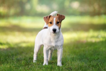 MoneyCheck | Hundehaftpflicht & Hundeversicherung Jack Russel Terrier 