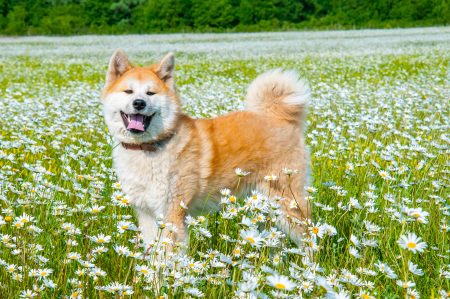 MoneyCheck | Hundehaftpflicht & Hundeversicherung Akita Inu