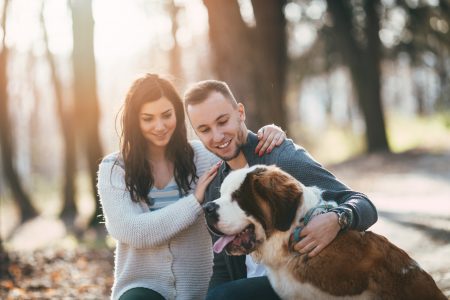 MoneyCheck | Hundehaftpflicht & Hundeversicherung Bernhardiner