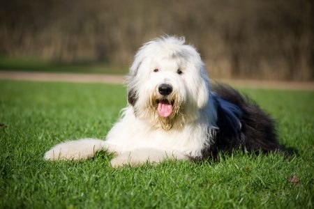 MoneyCheck | Hundehaftpflicht & Hundeversicherung Bobtail