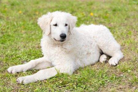 MoneyCheck | Hundehaftpflicht & Hundeversicherung Kuvasz 