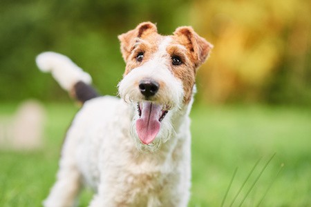 MoneyCheck | Hundehaftpflicht & Hundeversicherung Foxterrier 