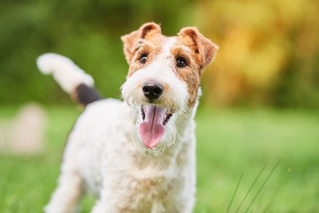 MoneyCheck | Hundehaftpflicht & Hundeversicherung Foxterrier 