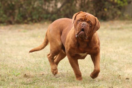MoneyCheck | Hundehaftpflicht & Hundeversicherung Bordeauxdogge 