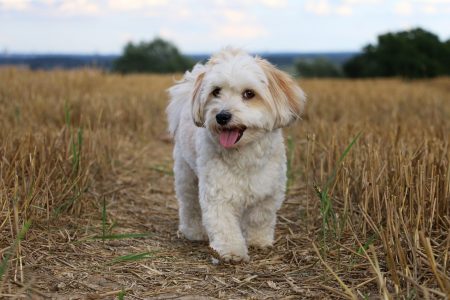 MoneyCheck | Hundehaftpflicht & Hundeversicherung Havaneser 