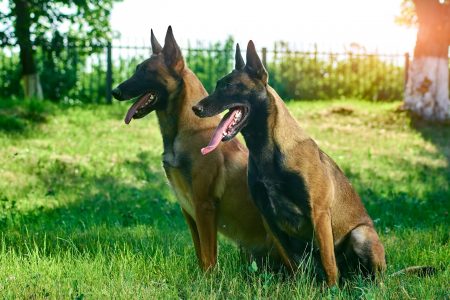 MoneyCheck | Hundehaftpflicht & Hundeversicherung Belgischer Schäferhund