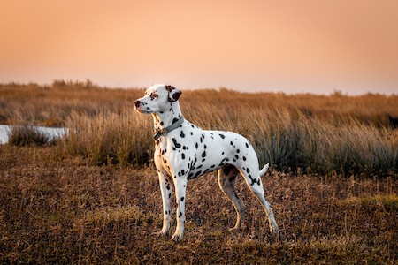 MoneyCheck | Hundehaftpflicht & Hundeversicherung Dalmatiner 