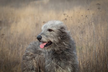 MoneyCheck | Hundehaftpflicht & Hundeversicherung Irischer Wolfshund 