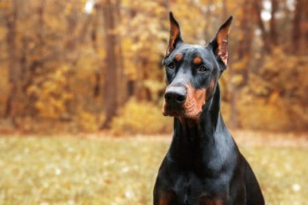 MoneyCheck | Hundehaftpflicht & Hundeversicherung Dobermann 