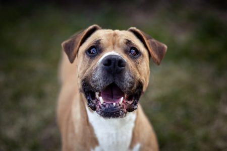 MoneyCheck | Hundehaftpflicht & Hundeversicherung Bulldogge 