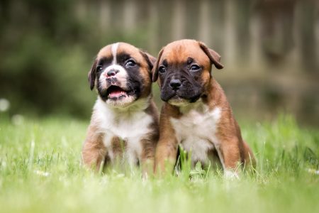 MoneyCheck | Hundehaftpflicht & Hundeversicherung Boxer