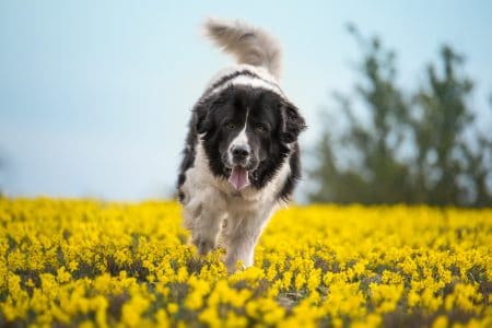 MoneyCheck | Hundehaftpflicht & Hundeversicherung Landseer 