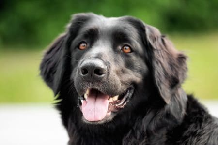 MoneyCheck | Hundehaftpflicht & Hundeversicherung Hovawart 