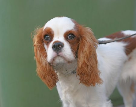 MoneyCheck | Hundehaftpflicht & Hundeversicherung Cavalier-King-Charles 