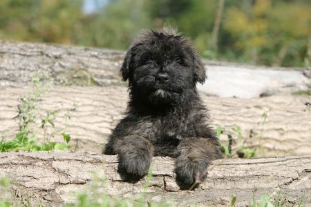 MoneyCheck | Hundehaftpflicht & Hundeversicherung Bouvier