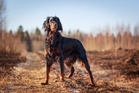 MoneyCheck | Hundehaftpflicht & Hundeversicherung Gordon Setter 