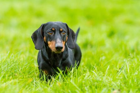 MoneyCheck | Hundehaftpflicht & Hundeversicherung Dachshund/Dackel