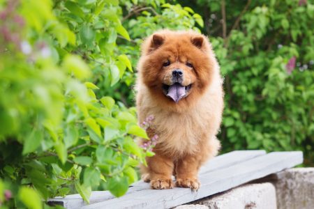 MoneyCheck | Hundehaftpflicht & Hundeversicherung Chow Chow 