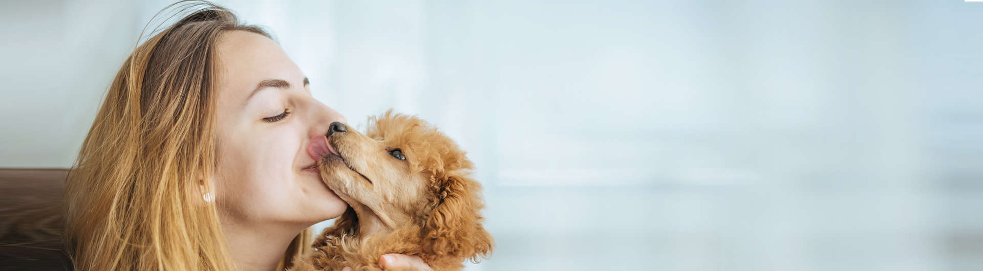 Hunderassen Übersicht: Gesellschaftshunde