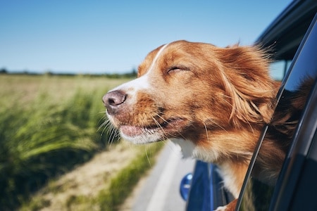 MoneyCheck | Gothaer Hunde OP Versicherung
