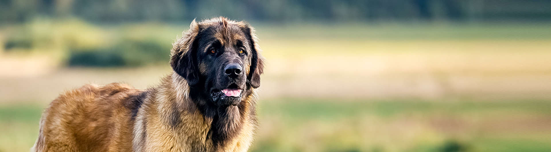 Hundehaftpflicht & Hundeversicherung Leonberger