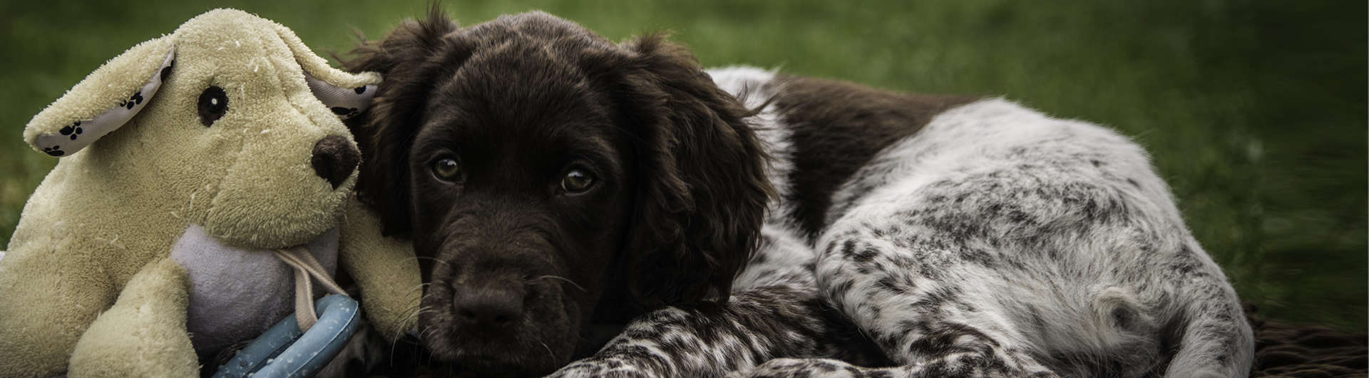 Hundehaftpflicht & Hundeversicherung Münsterländer