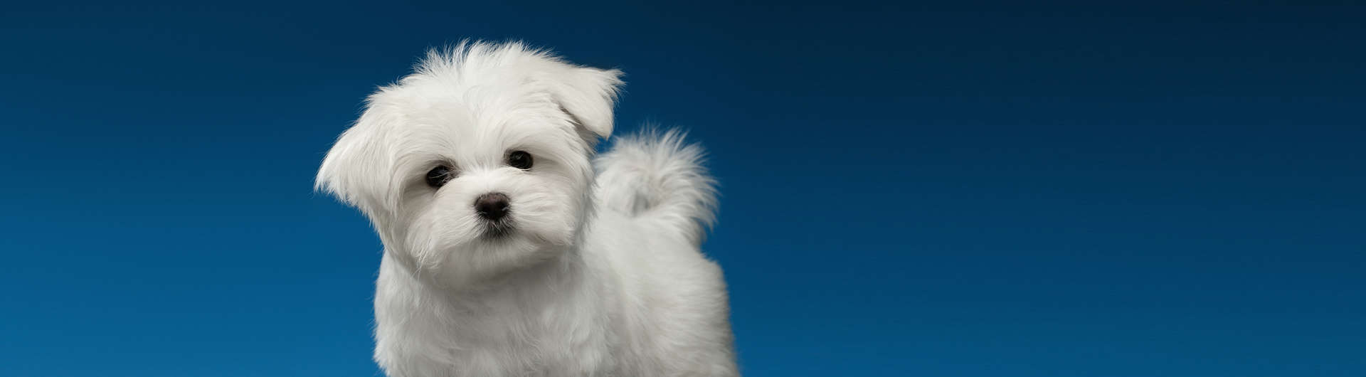 Hundehaftpflicht & Hundeversicherung Malteser