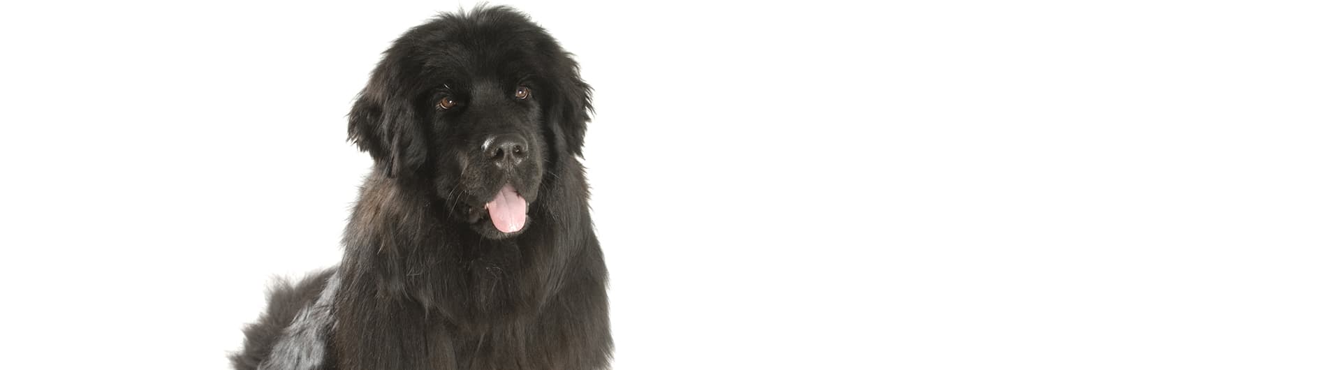 Hundehaftpflicht & Hundeversicherung Neufundländer