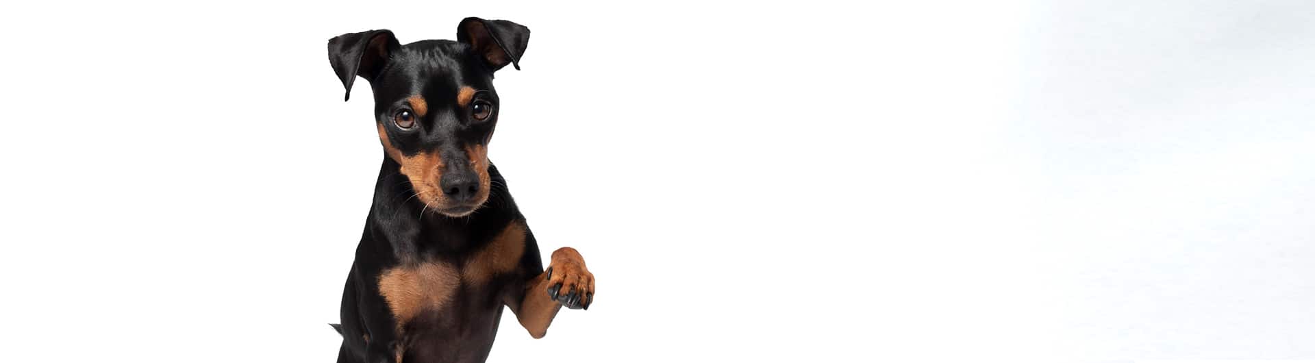 Hundehaftpflicht & Hundeversicherung Pinscher