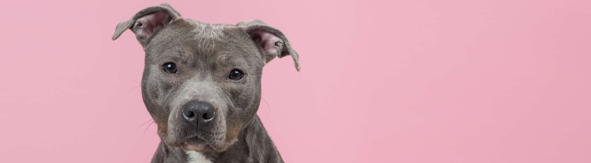 Hundehaftpflicht & Hundeversicherung Pitbull