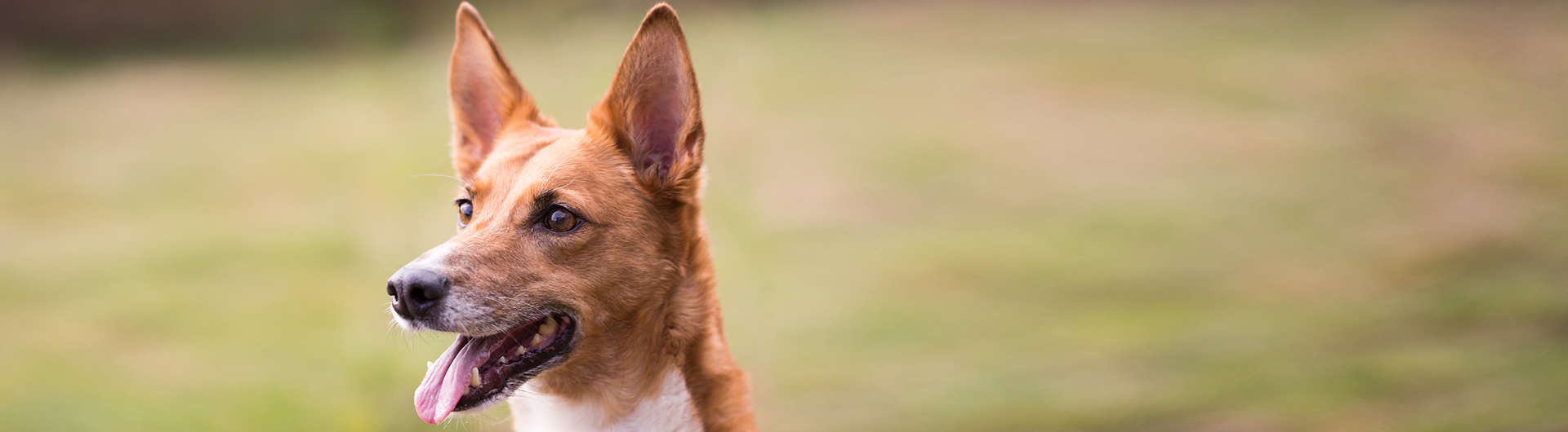 Hundehaftpflicht & Hundeversicherung Podenco