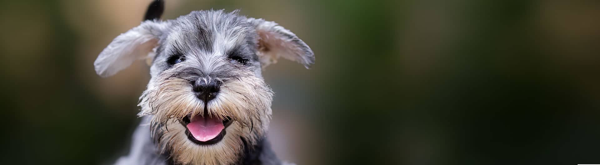 Hundehaftpflicht & Hundeversicherung Schnauzer