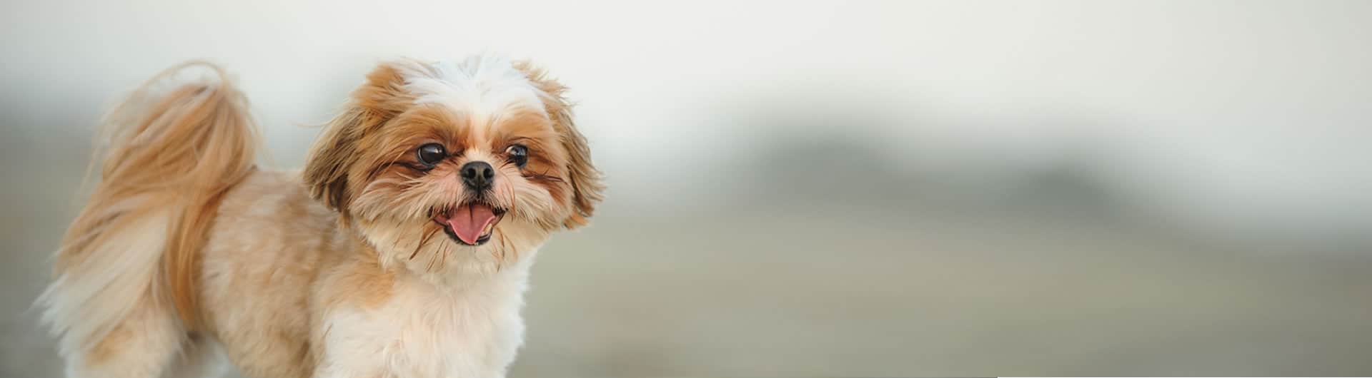 Hundehaftpflicht & Hundeversicherung Shih-Tzu