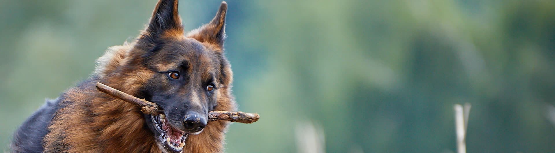 Hundehaftpflicht & Hundeversicherung Schäferhund