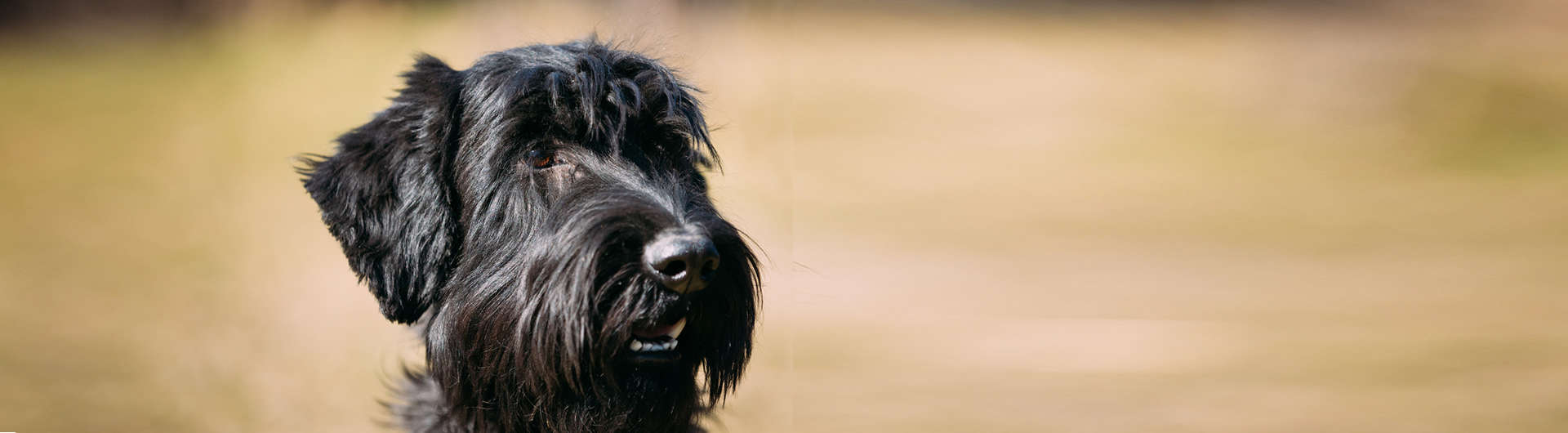 Hundehaftpflicht & Hundeversicherung Riesenschnauzer