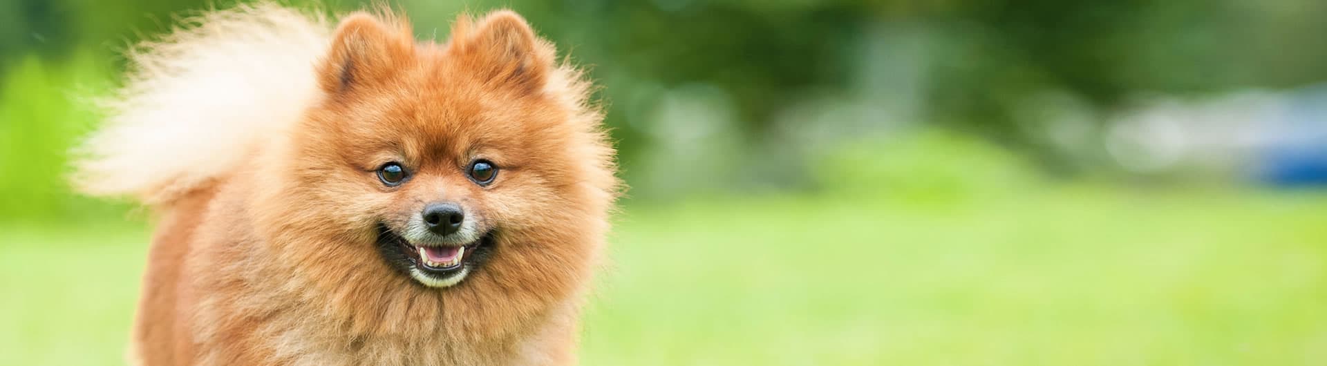 Hundehaftpflicht & Hundeversicherung Spitz