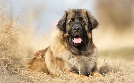 MoneyCheck | Hundehaftpflicht und Hundeversicherung Leonberger