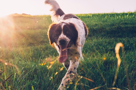 MoneyCheck | Hundehaftpflicht und Hundeversicherung Münsterländer