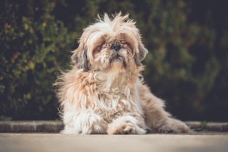 MoneyCheck | Hundehaftpflicht und Hundeversicherung Lhasa Apso