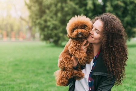 MoneyCheck | Hundehaftpflicht & Hundeversicherung Pudel