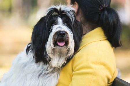 MoneyCheck | Hundehaftpflicht und Hundeversicherung Tibet-Terrier