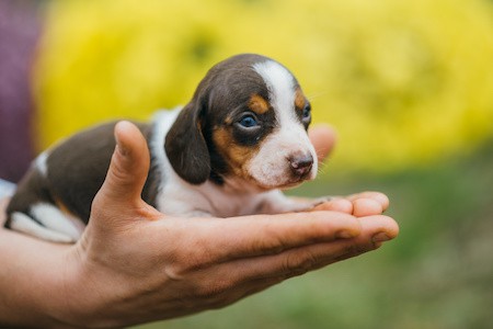 MoneyCheck | Hundehaftpflicht und Hundeversicherung Zwergdackel, Zwergdackel liegt in einer Hand MoneyCheck | Hundehaftpflicht und Hundeversicherung Zwergdackel