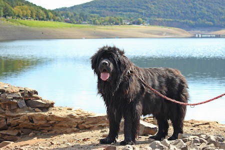 MoneyCheck | Hundehaftpflicht und Hundeversicherung Neufundländer