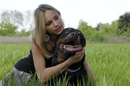 MoneyCheck | Hundehaftpflicht und Hundeversicherung Rottweiler