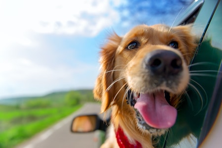 MoneyCheck | Adam Riese Hundehaftpflicht & Hundeversicherung