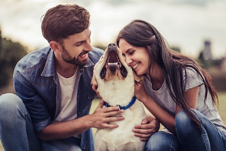 MoneyCheck | Uelzener Hundehaftpflicht & Hundeversicherung