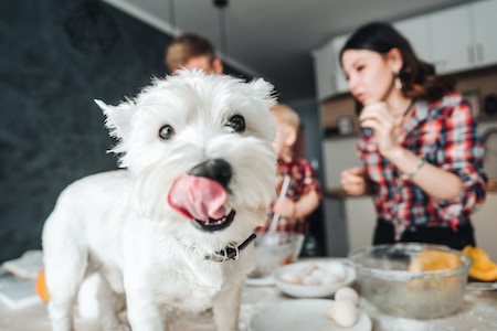 MoneyCheck | Alte Leipziger Hundehaftpflicht & Hundeversicherung