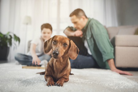 MoneyCheck | DFV Hundehaftpflicht & Hundeversicherung